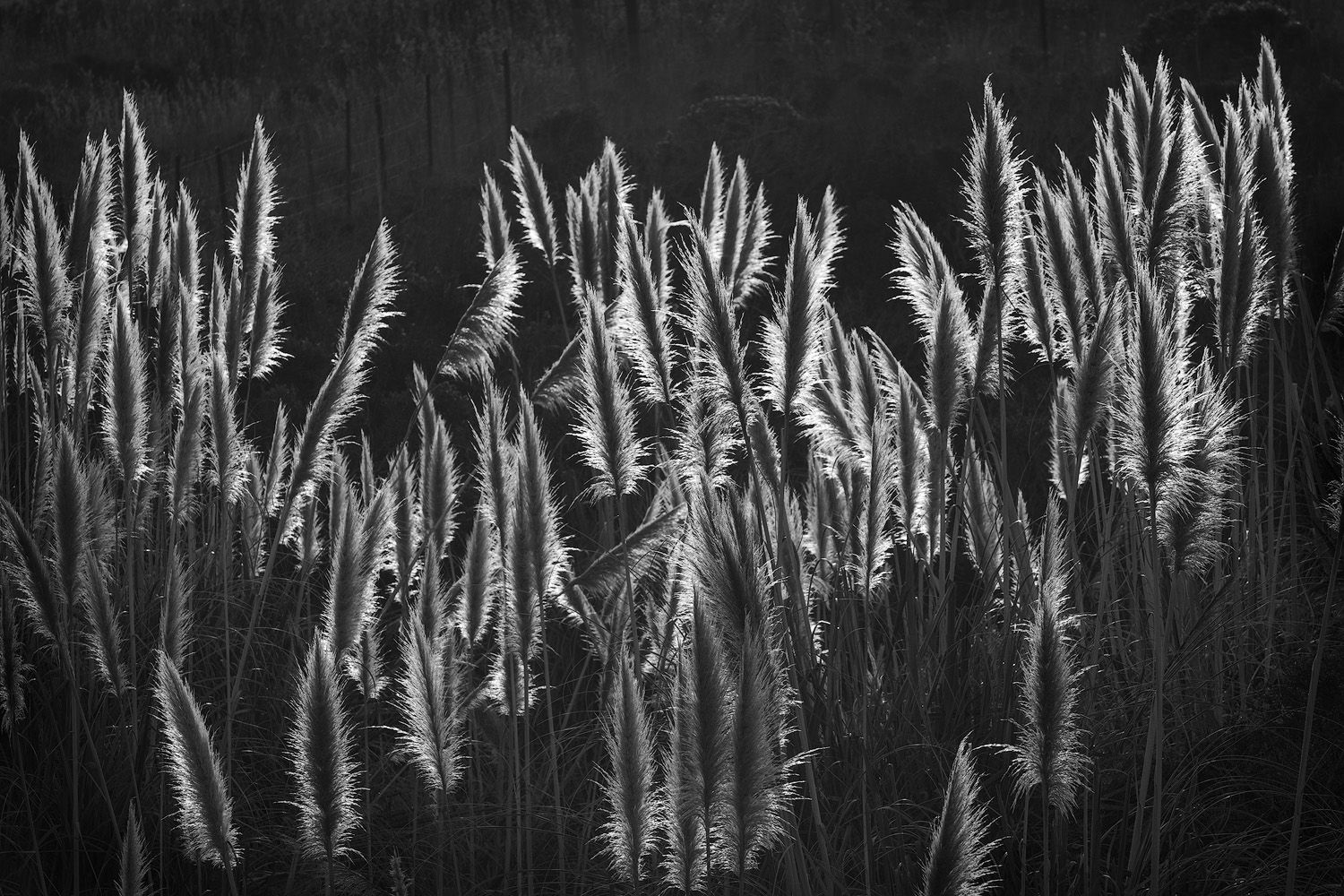 Dramatic back light illuminates reed grasses along the California coast.