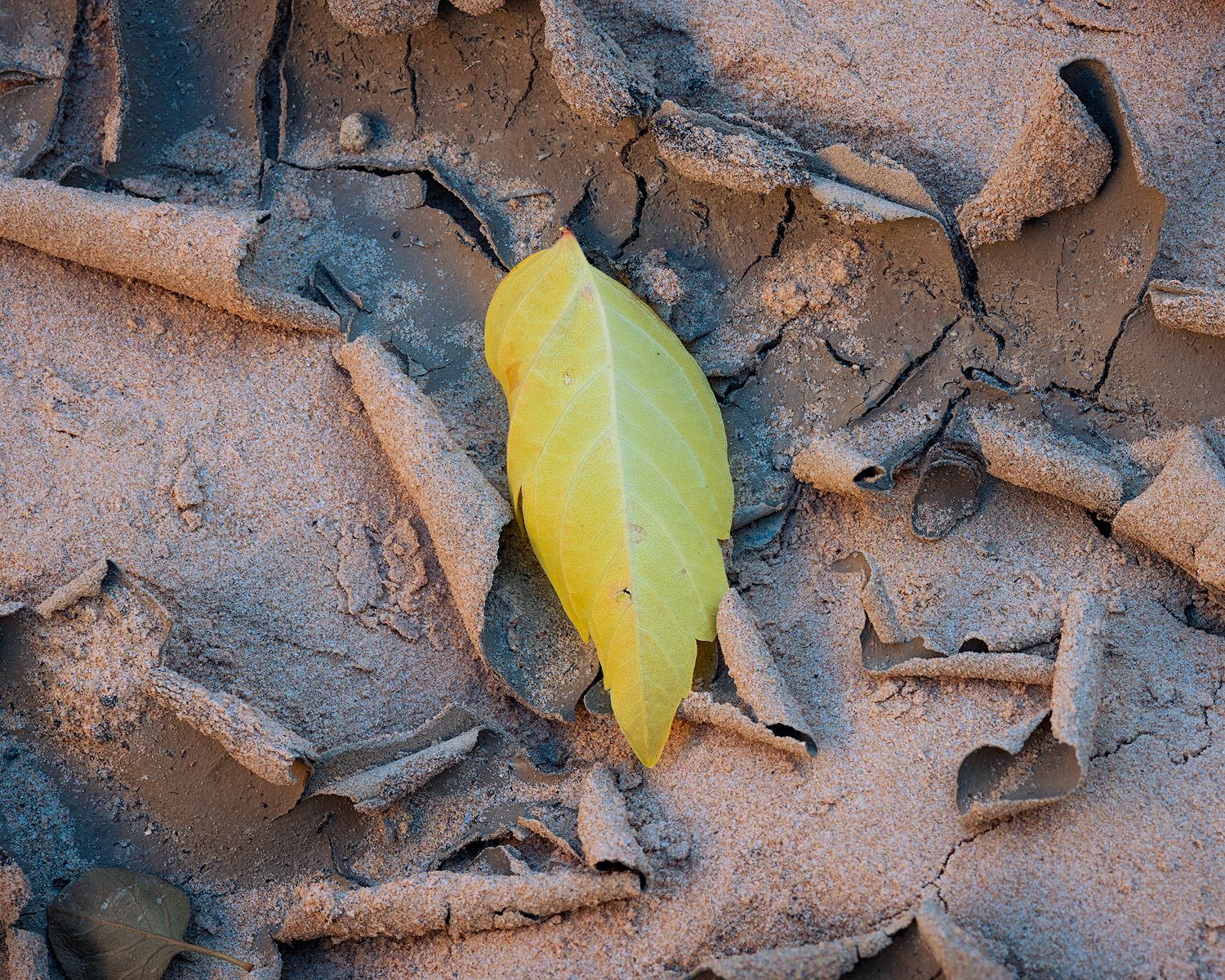 Fallen autumn leaves scattered on brown soil with one vibrant yellow leaf standing out against the earthy background.