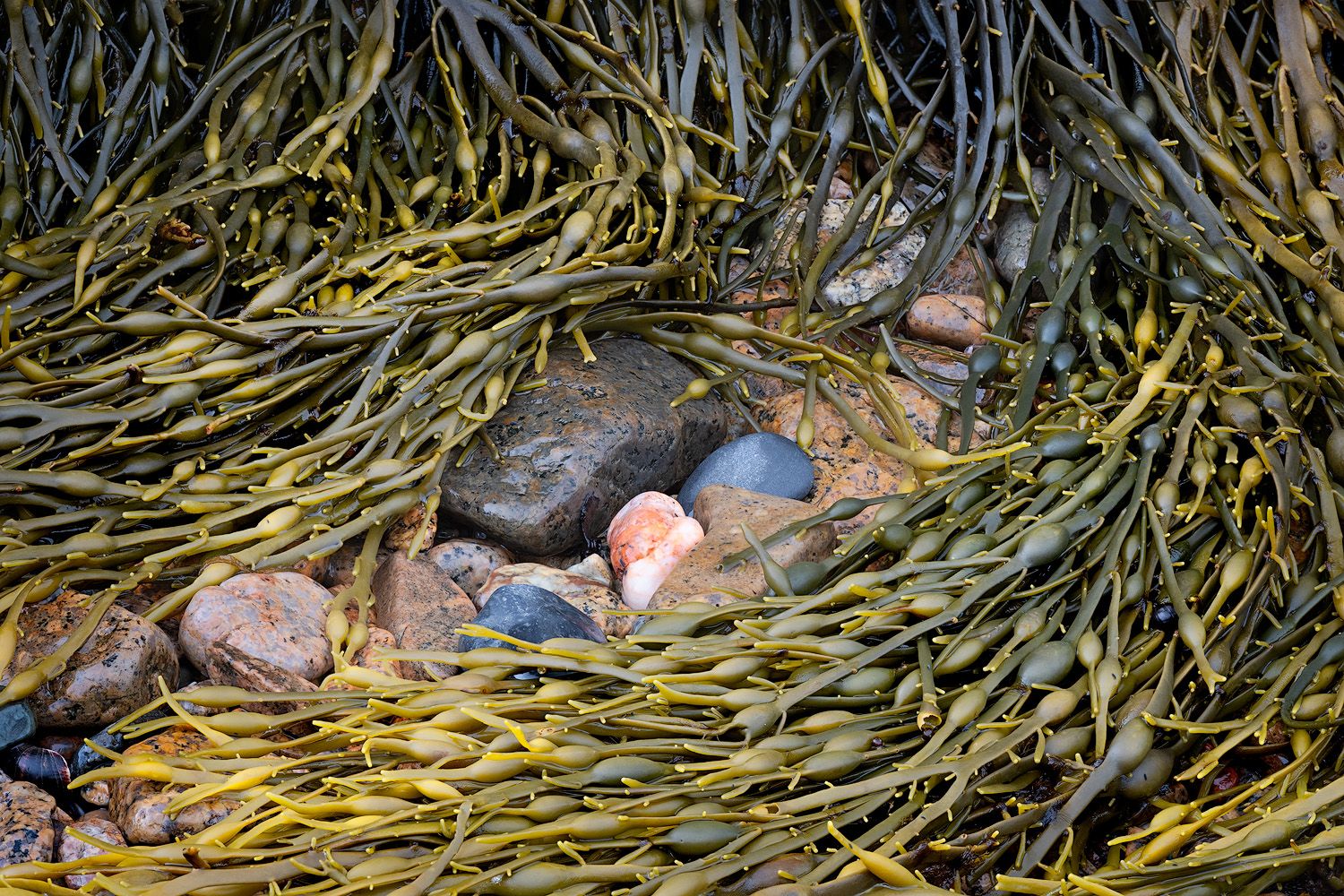 Rocks and stones nestled among yellow seaweed in shallow tidal waters.