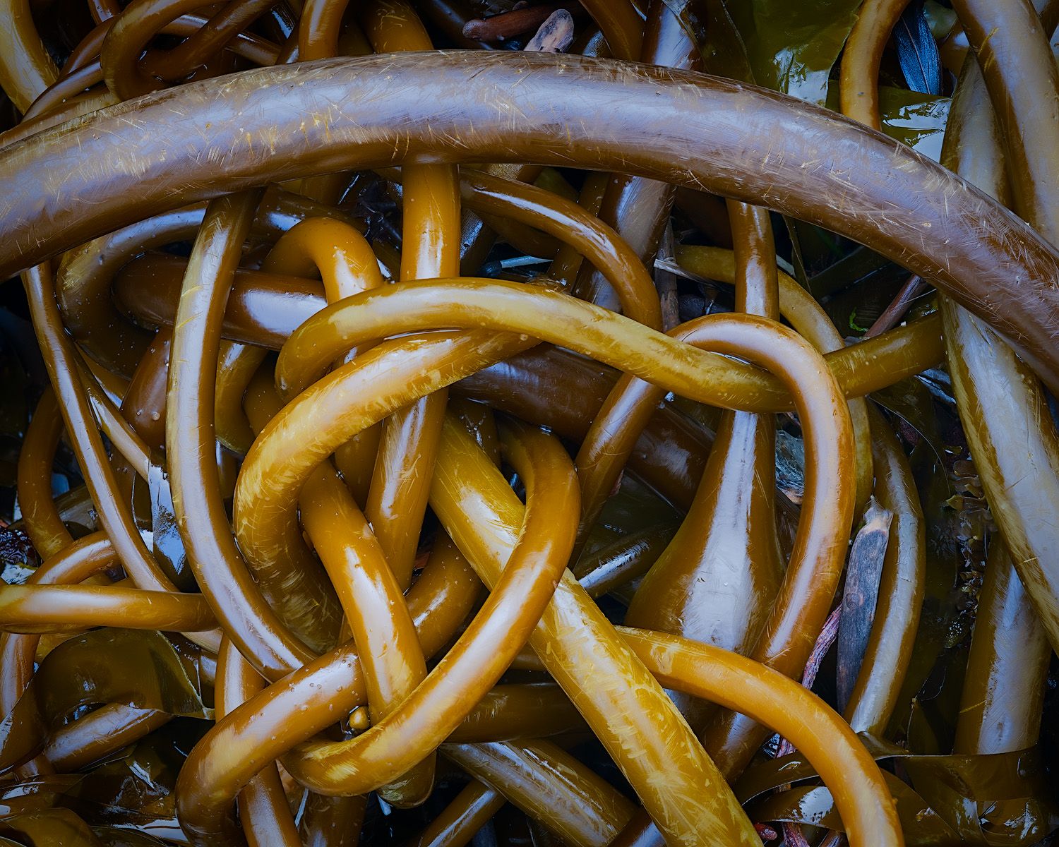 Close-up of golden brown kelp strands forming an abstract pattern.