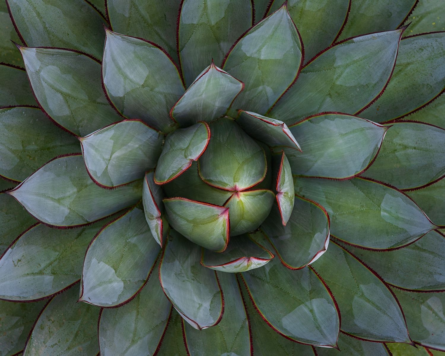 Overhead view of succulent forming a perfect spiral pattern in green tones.