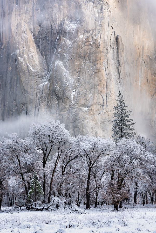 Snow covered trees beneath towering granite cliff face in winter mountain landscape.