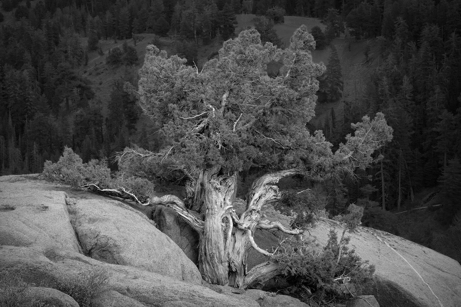 Black and white photo of an ancient gnarled tree growing on granite rock with a dense forest backdrop.