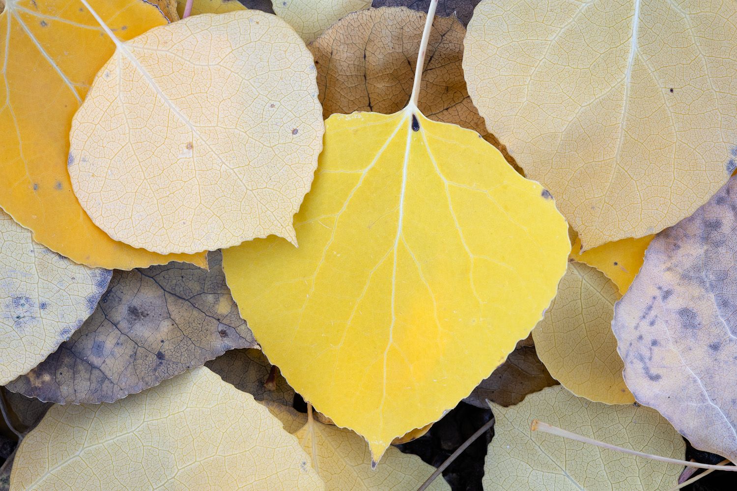 Yellow aspen leaves arranged in a horizontal pattern showing delicate leaf veins.