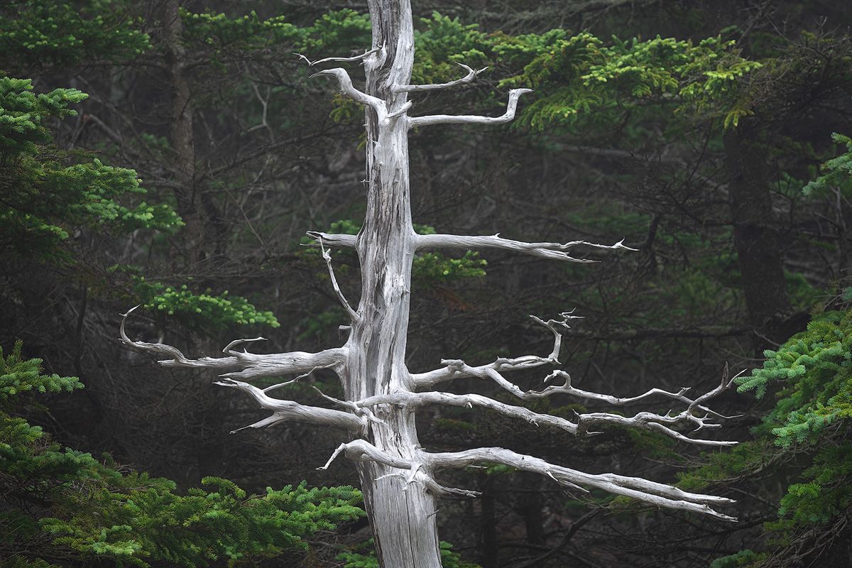 Dead white tree trunk with bare branches against dark forest background.
