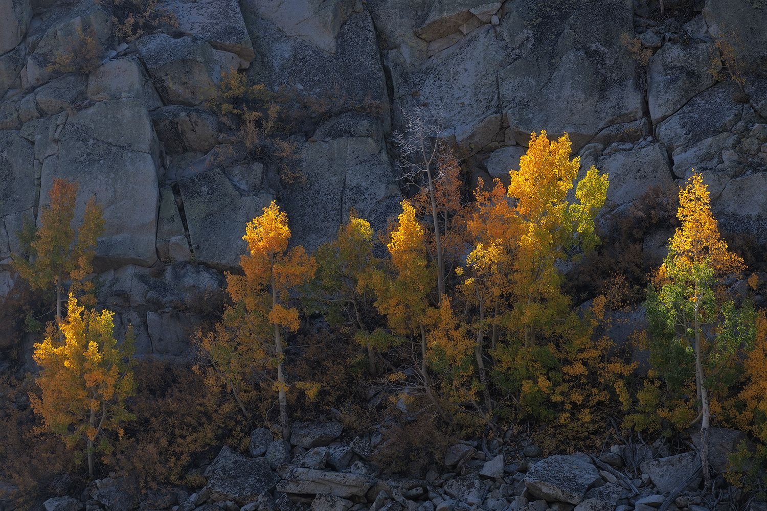 Rugged cliff face with golden aspen trees growing along rocky outcrops in fall.