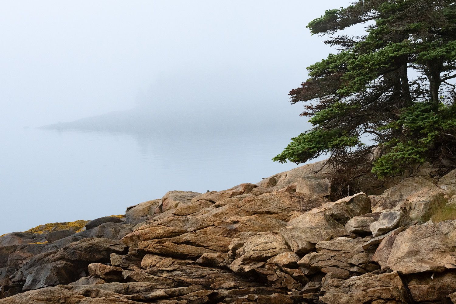 Evergreen trees grow among rocky coastal cliffs with misty fog rolling in over the Pacific Ocean.