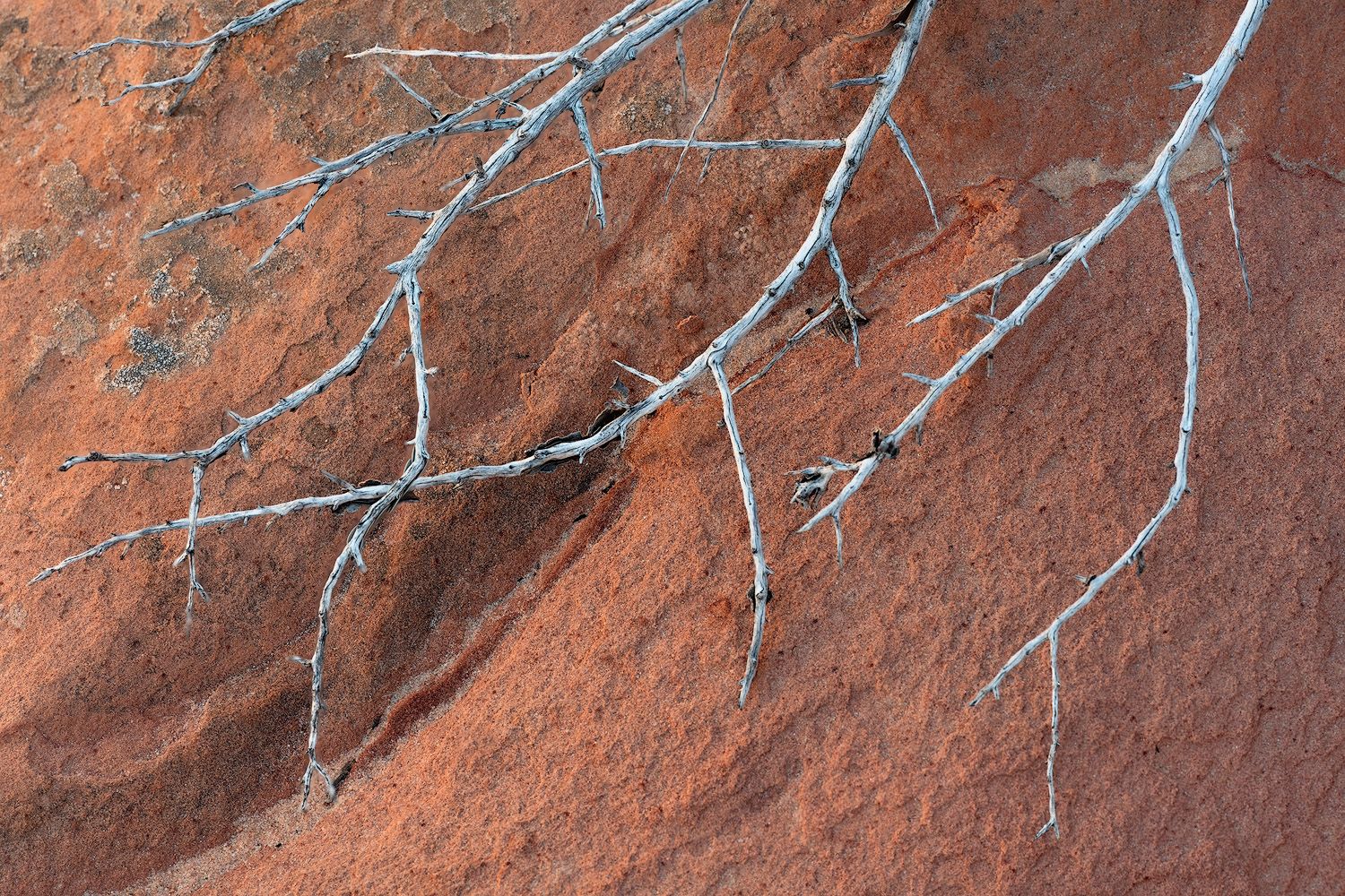 Dead white tree branches contrast against a rusty red sandstone rock face in a minimalist desert landscape.