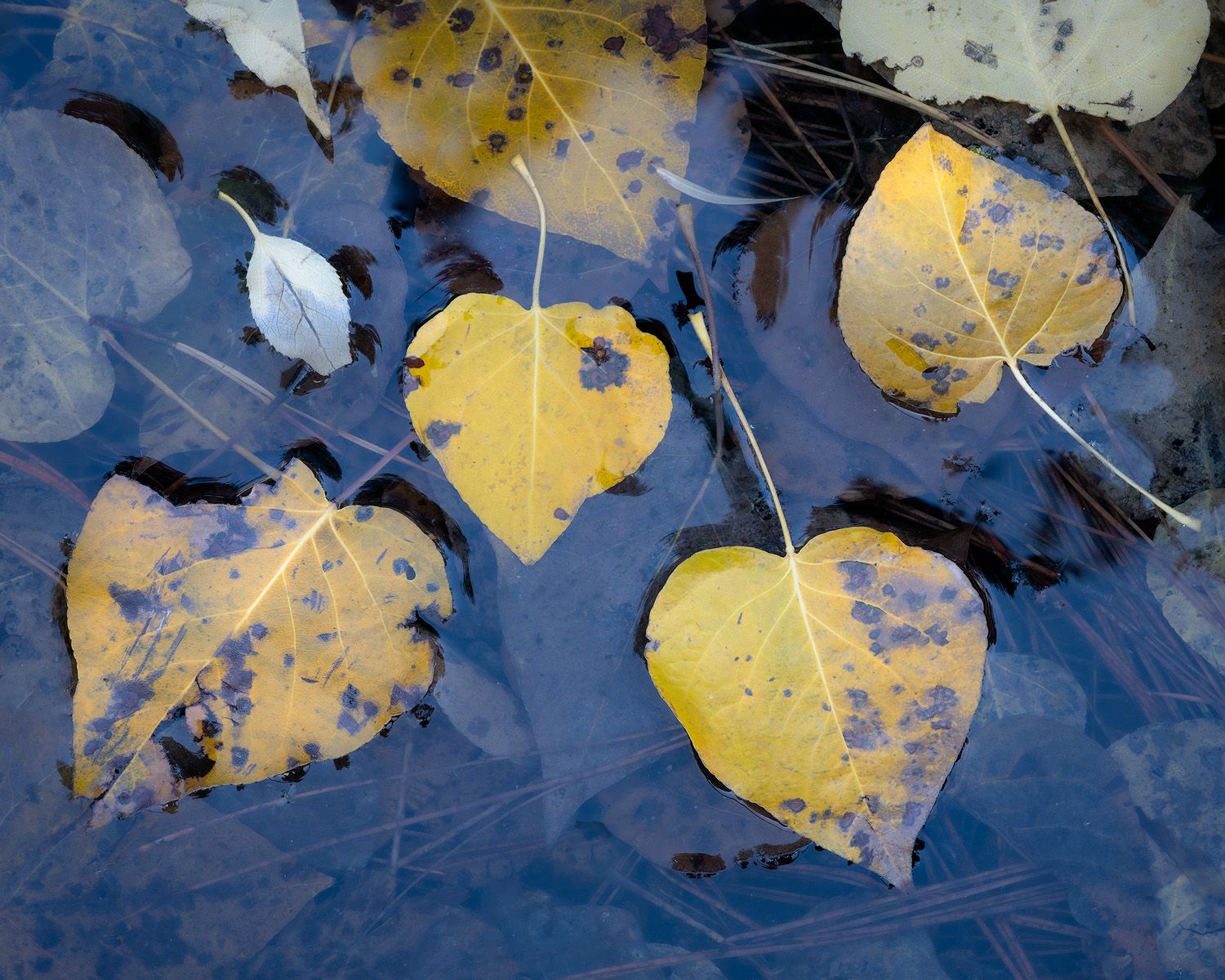 Yellow and blue autumn leaves floating under the ice.