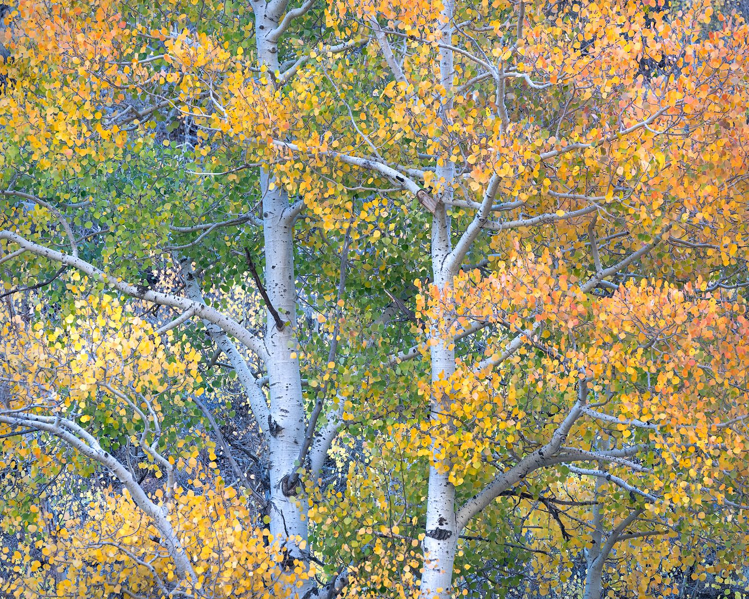 Vibrant autumn aspen trees display golden yellow foliage against white bark.