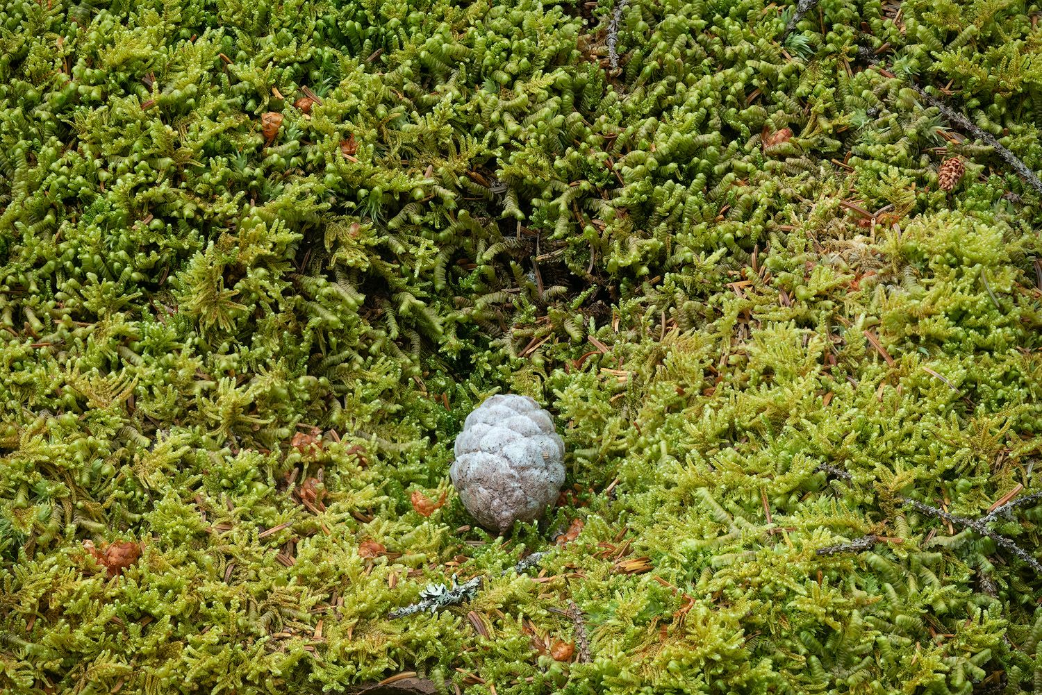 A small gray rock or stone sitting on green moss and vegetation creates a natural minimalist composition.