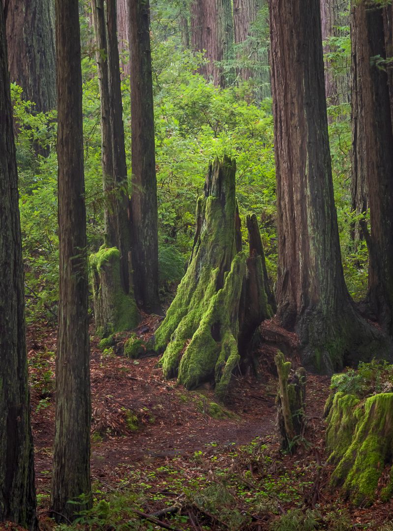 Towering redwood trees with moss-covered trunks line a forest trail in soft lighting.