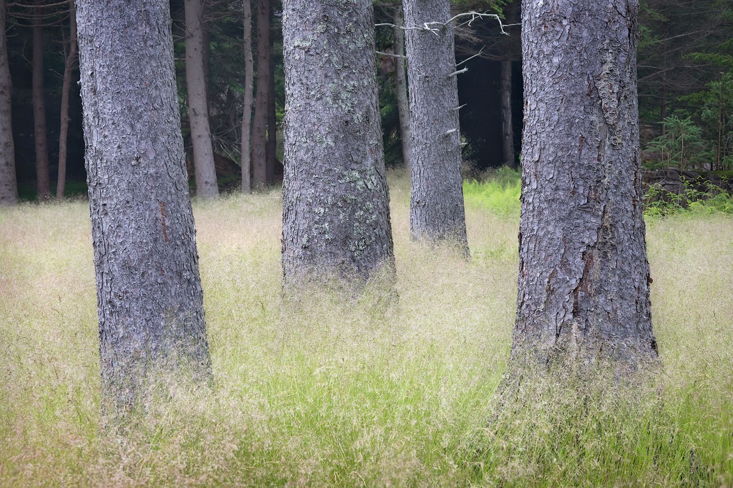Grove of tall gray pine tree trunks standing in soft focus grass meadow.