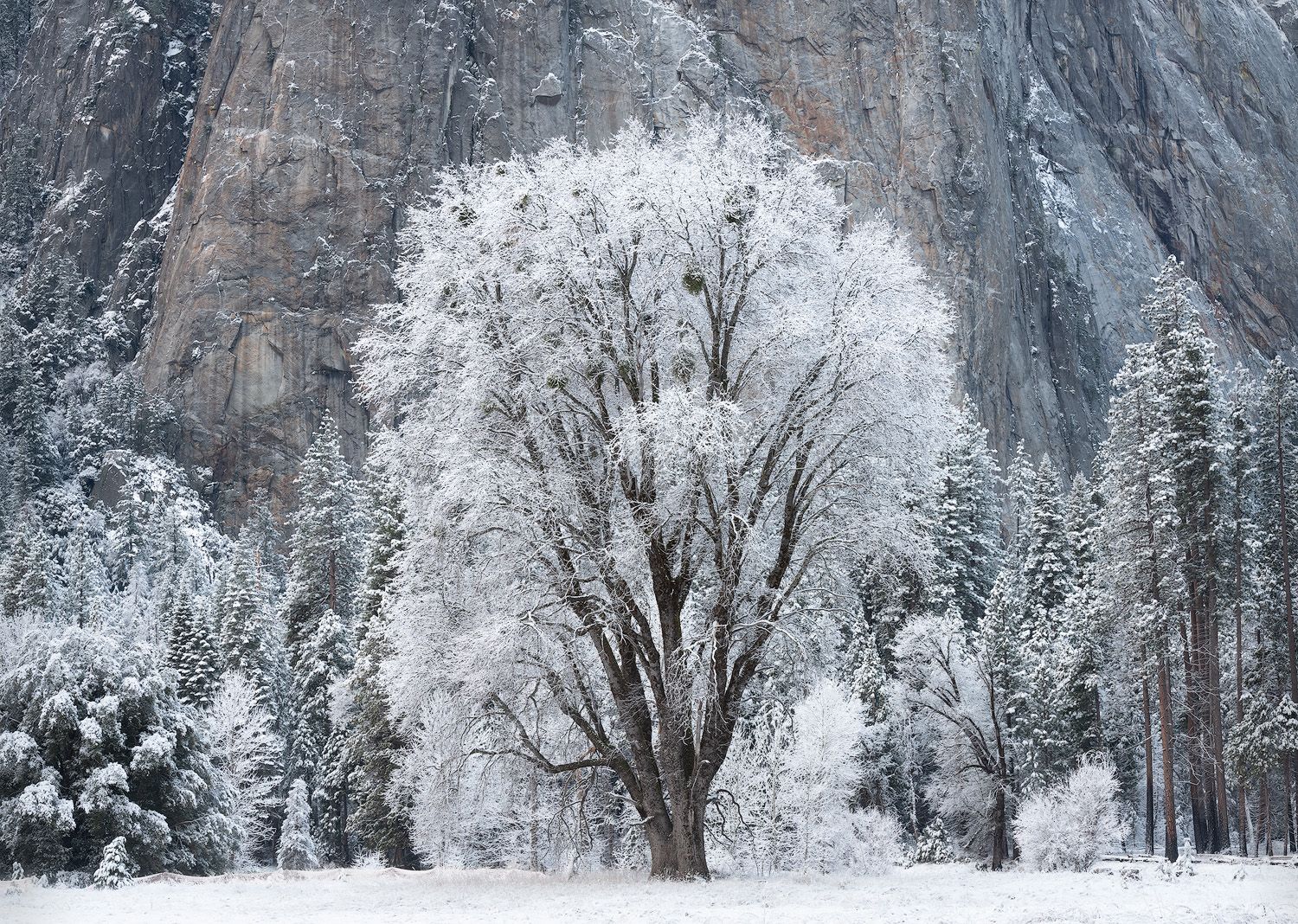 Snow-covered cliffs and frost-covered trees in Yosemite Valley during winter.