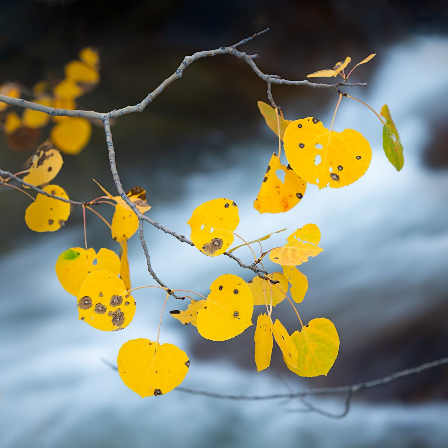 Yellow aspen leaves on a branch against a blurred blue background creating a delicate autumn scene.