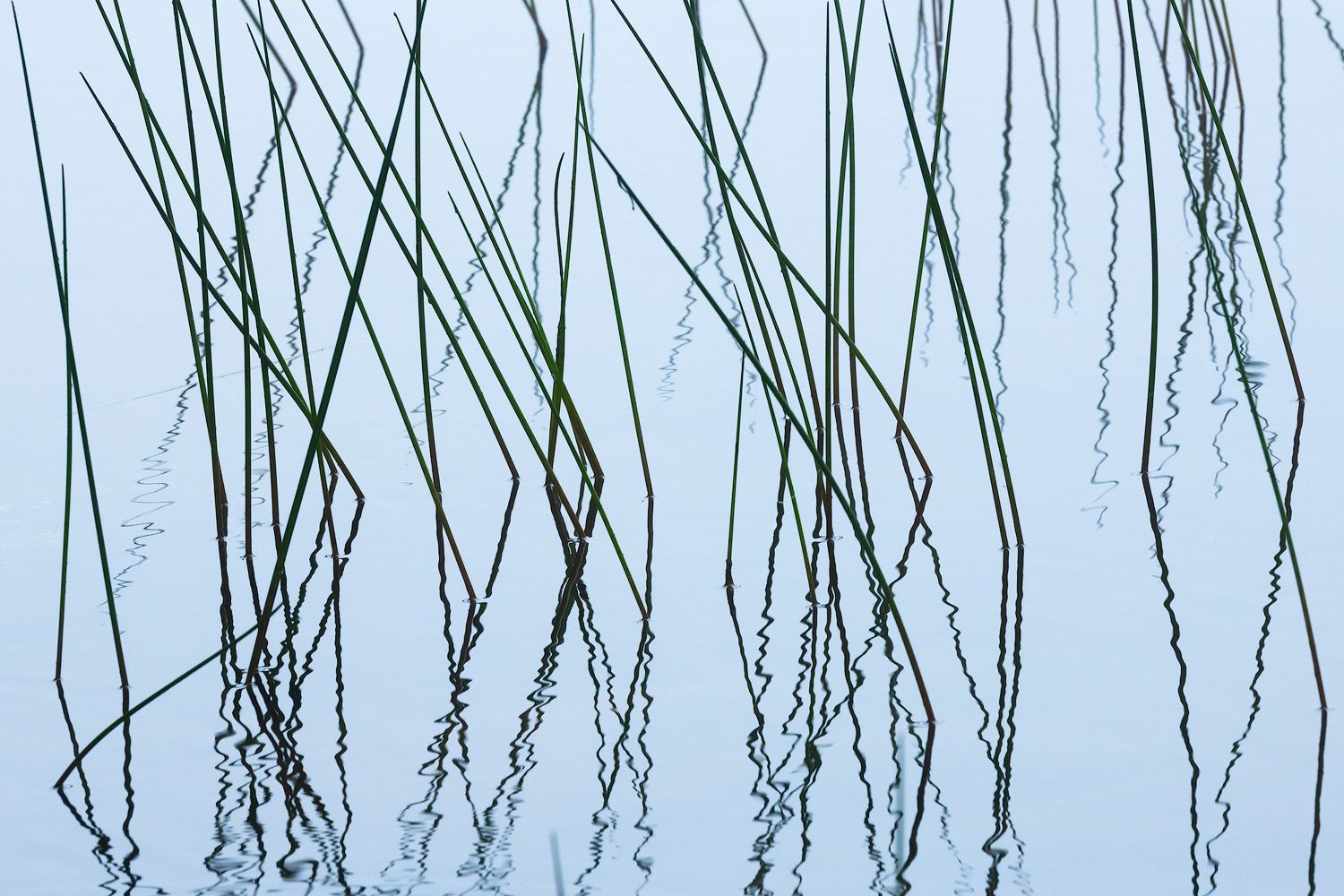 Thin reeds with delicate reflections creating symmetrical patterns on calm water surface.