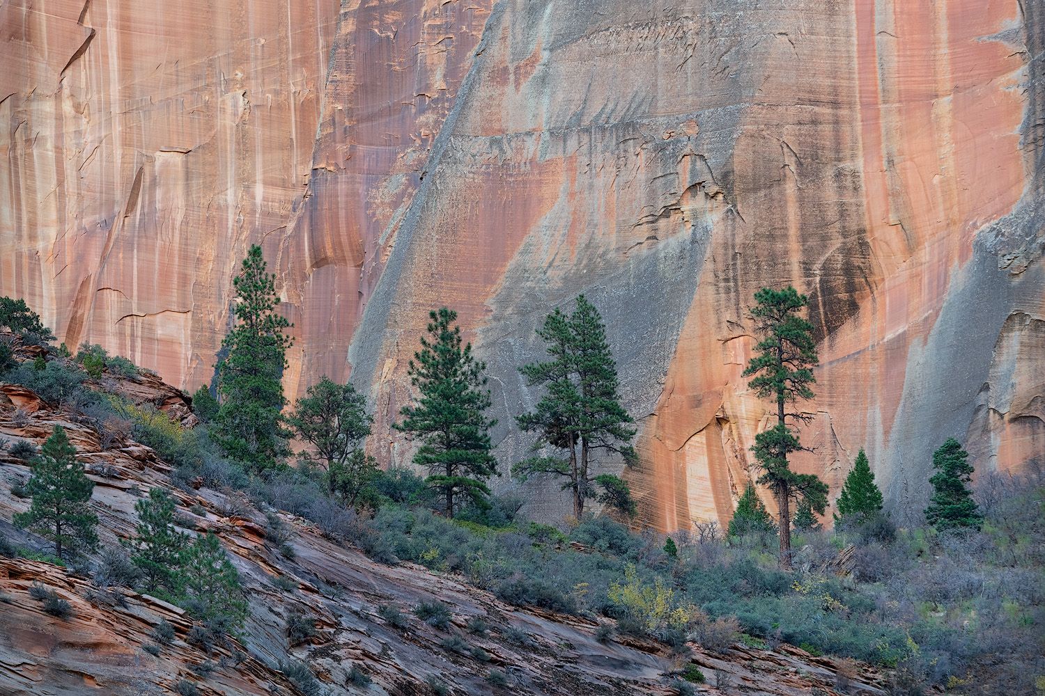 Scenic panoramic view of red sandstone cliffs and evergreen trees in Zion National Park at sunset.