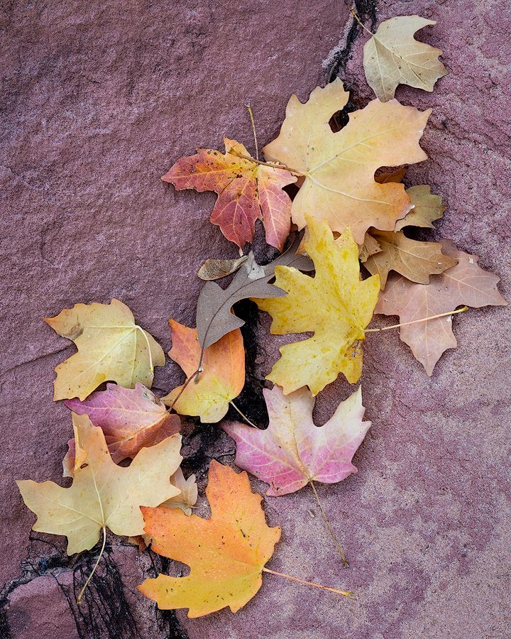 Colorful autumn maple leaves in shades of yellow, orange and pink scattered on textured purple stone surface.