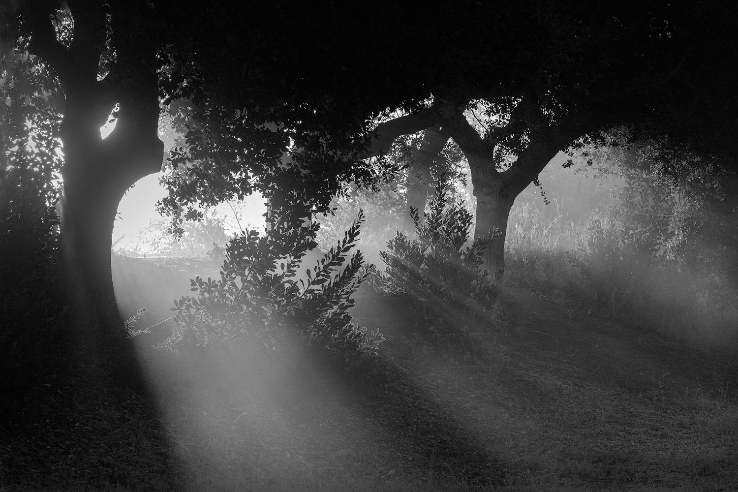 Sunbeams pierce through morning fog between silhouetted trees in black and white.