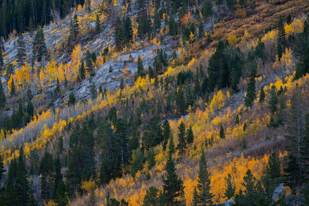 Mountain slope covered in golden aspen trees mixed with dark evergreen forest.