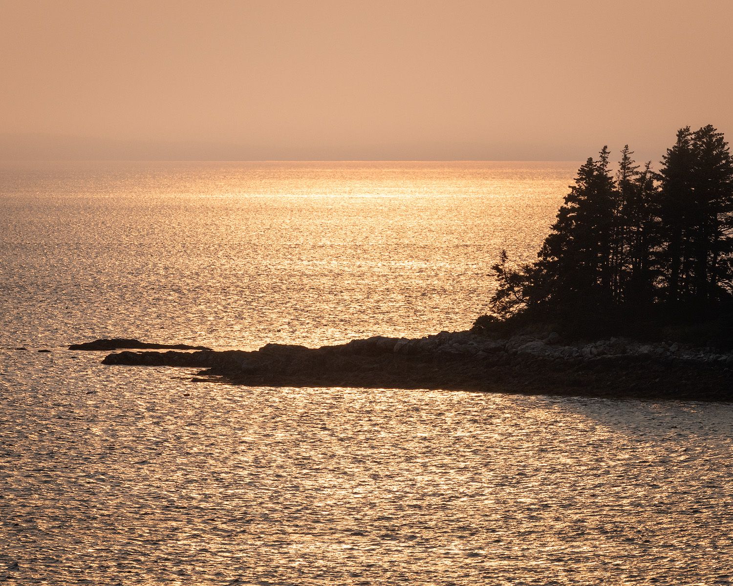 Golden sunset reflects on calm ocean waters with silhouetted pine trees along a rocky coastline.
