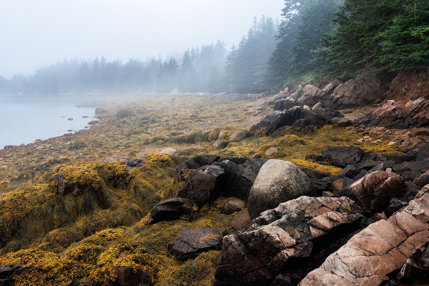 Foggy coastal landscape with seaweed-covered rocks and evergreen forest in the background.