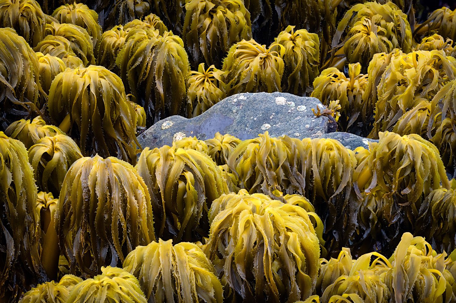 Yellow seaweed fronds surrounding a rock at low tide.