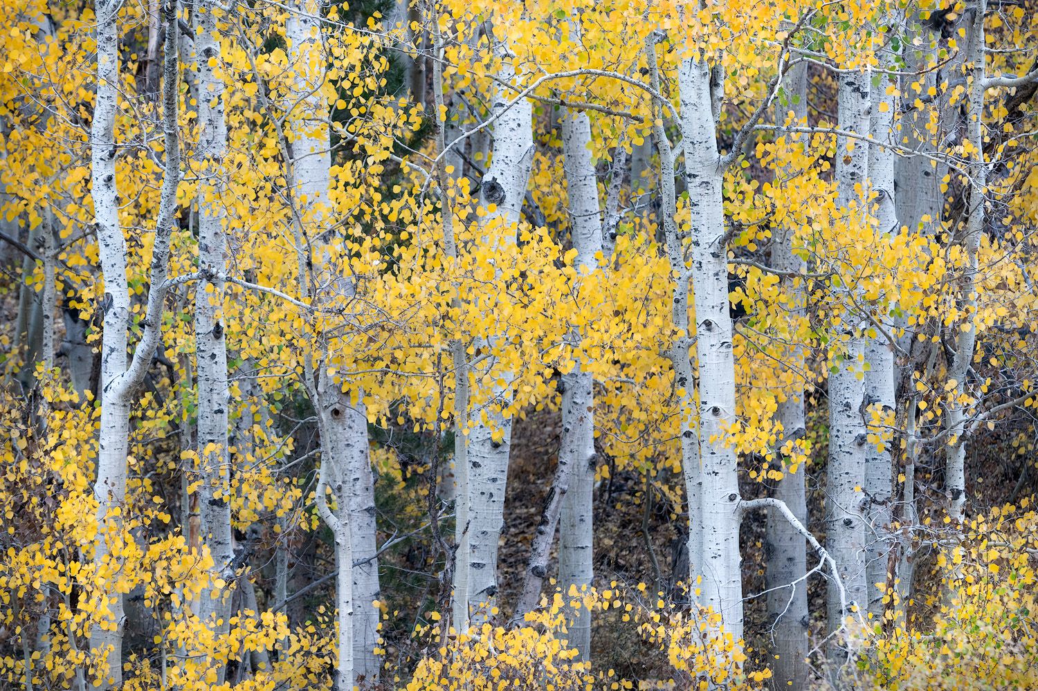 Grove of aspen trees with vibrant yellow fall foliage in forest setting.
