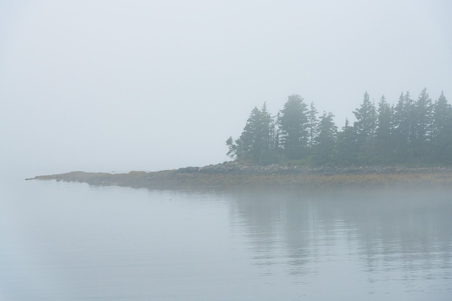 A misty shoreline with evergreen trees reflected in calm water on a foggy morning.