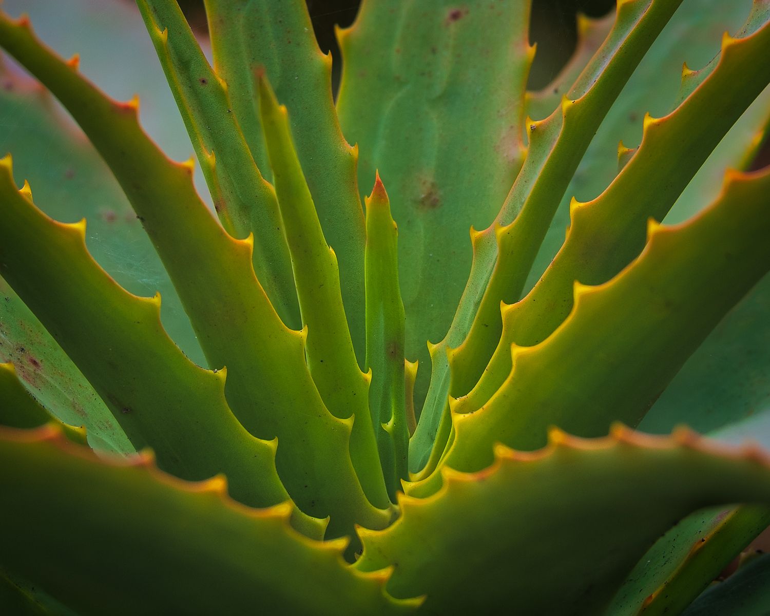 Macro detail of green aloe vera plant leaves with glowing orange edges.