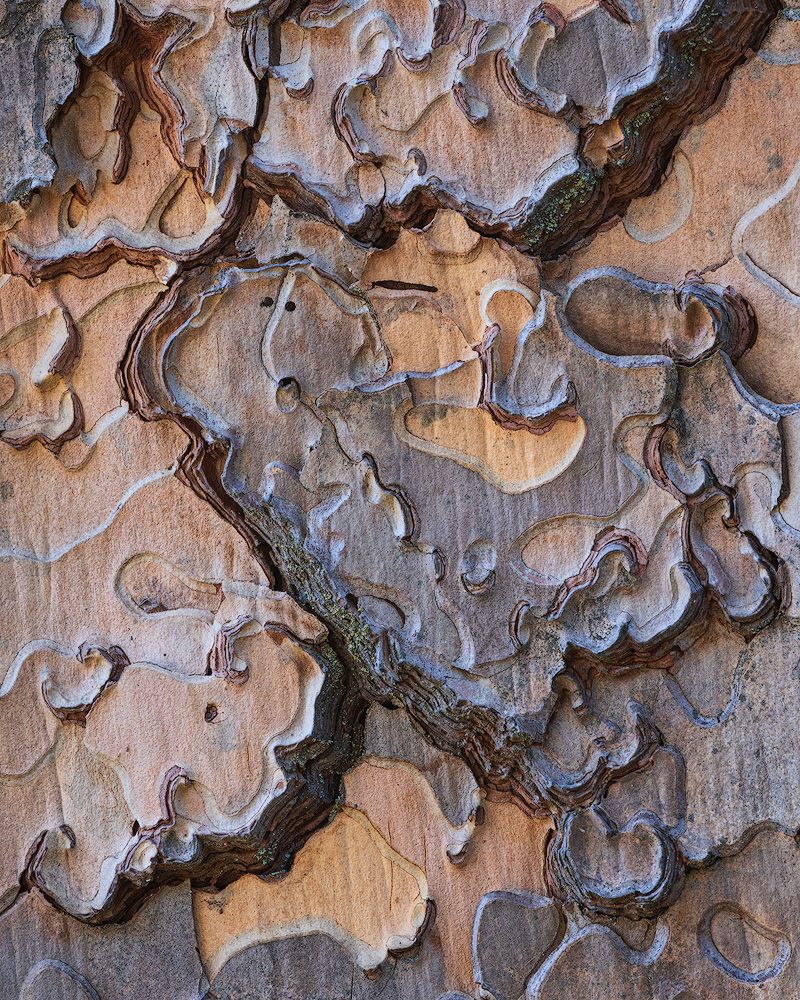 Abstract natural pattern of tree bark with curved lines and textured surfaces in warm tones.