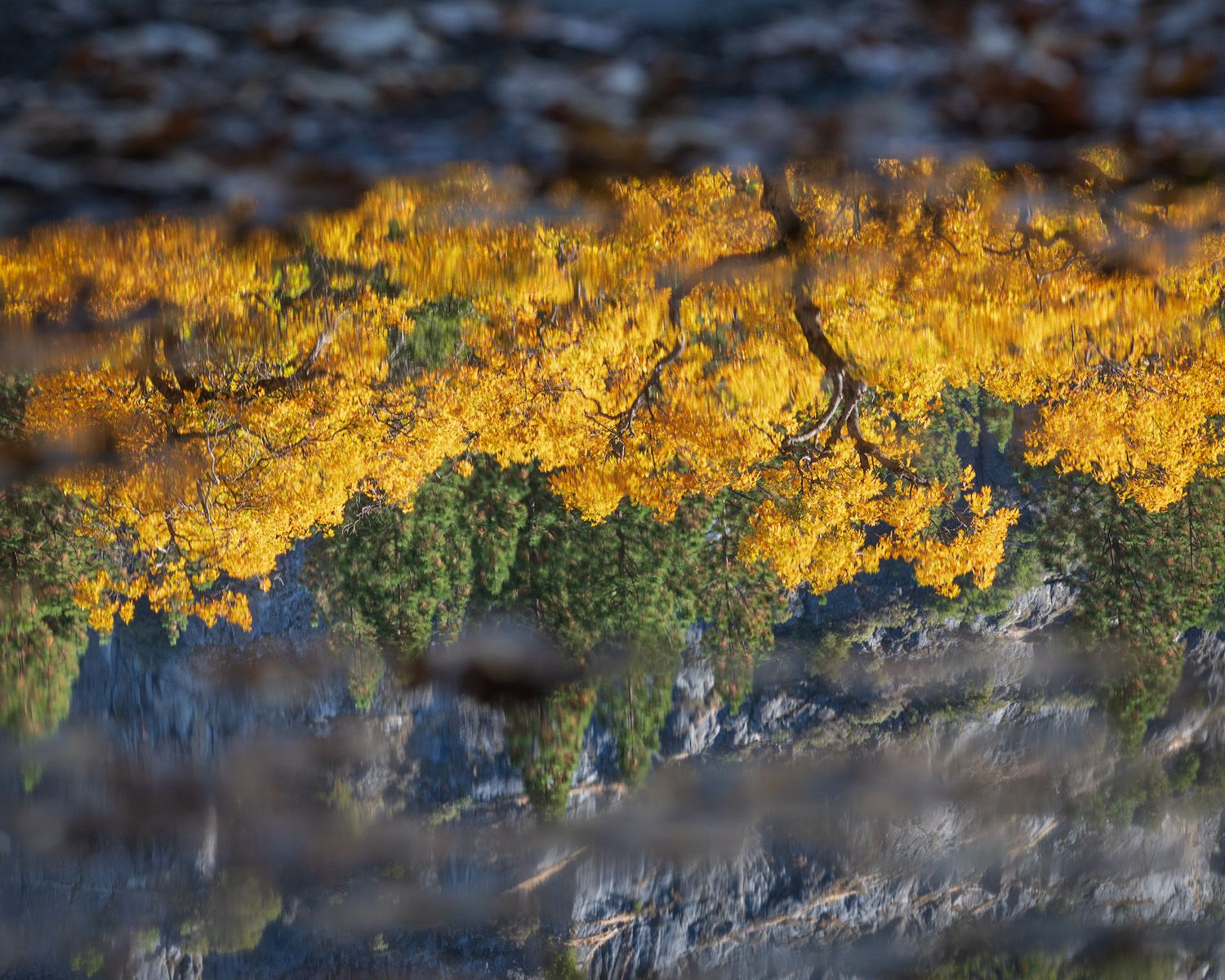 Autumn trees reflected in still water with golden foliage in Yosemite Valley.