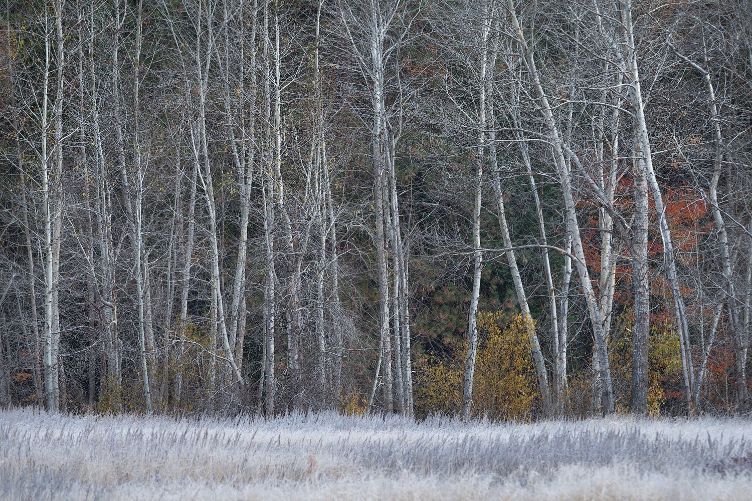 Bare trees on a frost-covered meadow in Yosemite Valley.