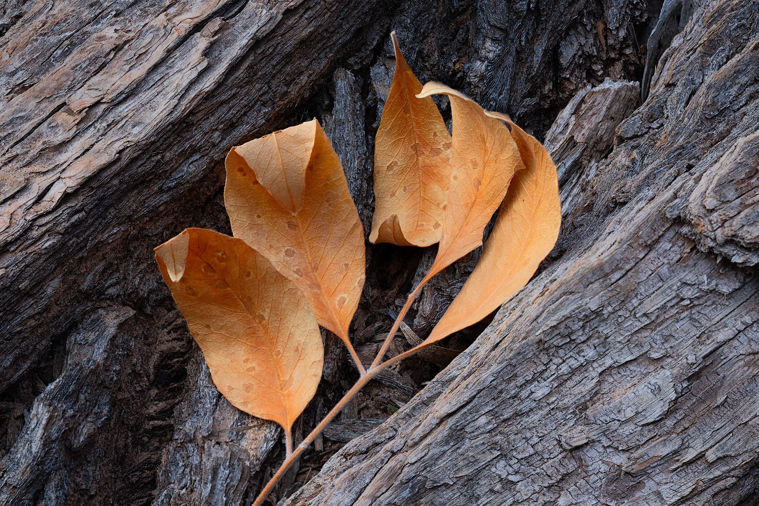 A row of delicate orange heart-shaped leaves rests against a textured gray rock surface in autumn.