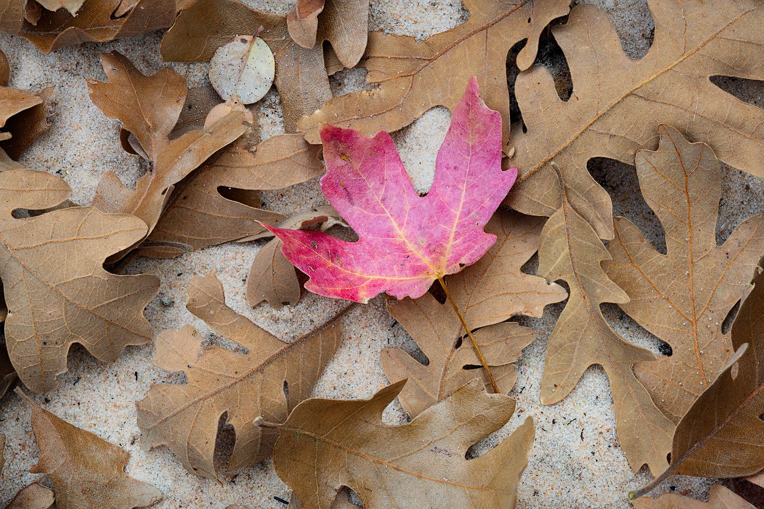 Colorful autumn oak leaves scattered on the ground with pink and brown hues among dried fallen foliage.