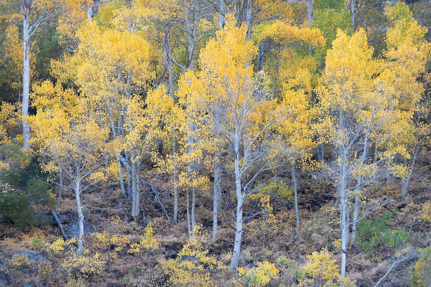 Row of golden aspen trees creates vibrant autumn colors against blue sky.