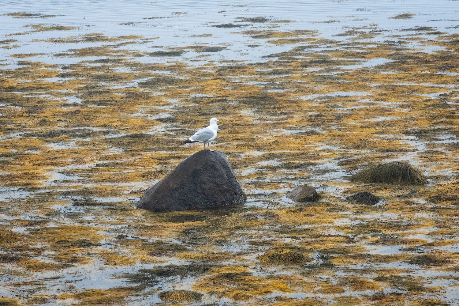 A white seagull perches on a dark rock surrounded by seaweed-covered shallows during low tide.