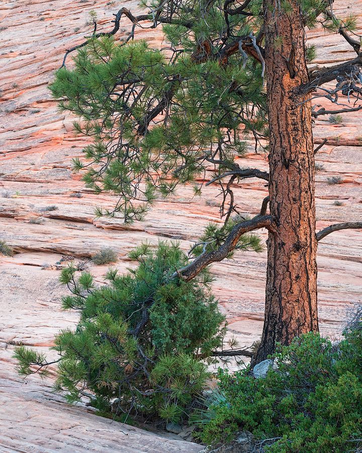 A lone pine tree grows from red sandstone rock formations in a desert landscape.