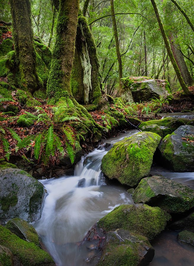 Mossy rocks and fallen logs frame a cascading stream in a lush green forest setting.