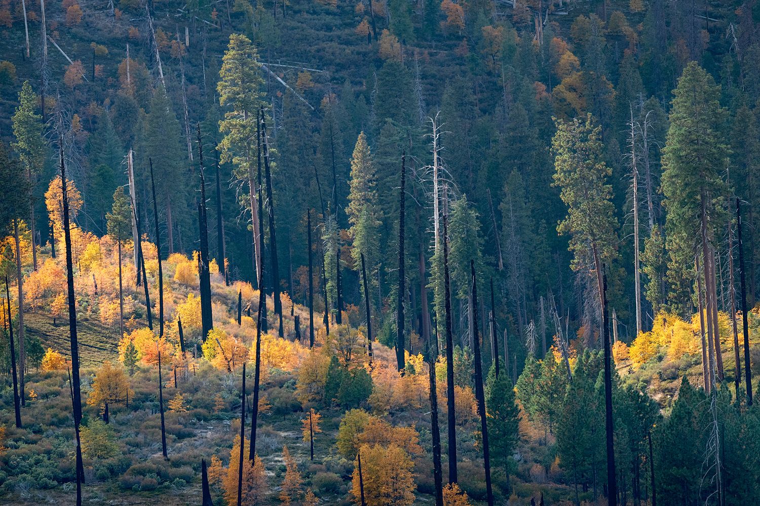 Forest of tall pine trees with golden fall foliage in the background.