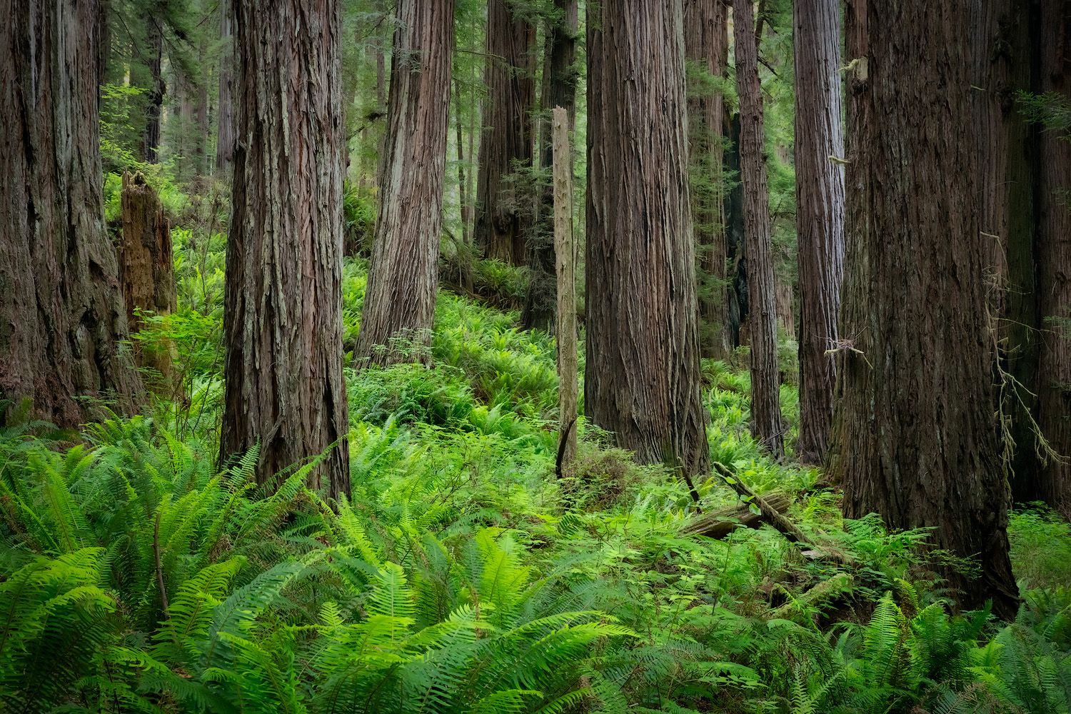 Lush ferns carpet the forest floor beneath towering redwood trees in a misty Pacific Northwest woodland.