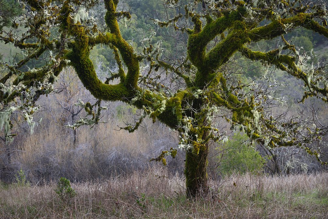 Gnarled apple tree with moss-covered branches stands against a misty winter backdrop.