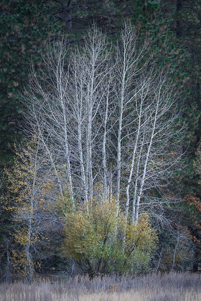 White cottonwood trees with bare branches against a dark forest backdrop.