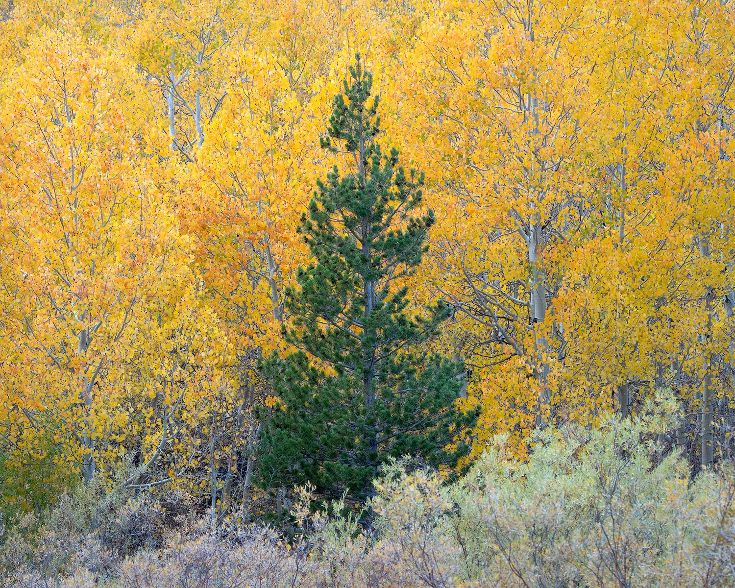 A vibrant yellow aspen forest with evergreen trees creates a stunning autumn landscape in the wilderness.