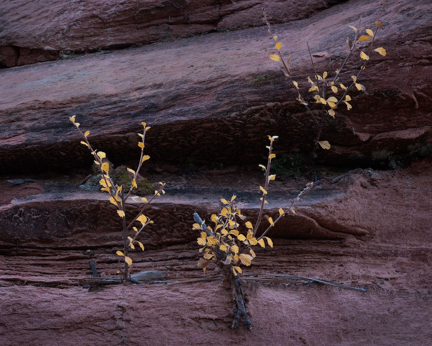 Small yellow flowers growing from cracks in dark rocky terrain create a natural contrast in the desert landscape.