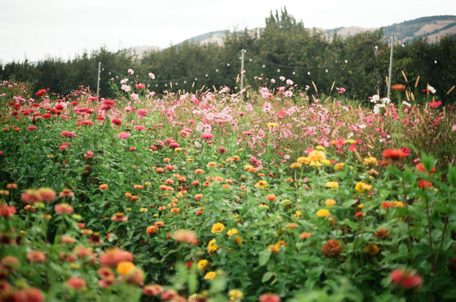A colorful field of blooming wildflowers stretches across a hillside with mountains visible in the background.