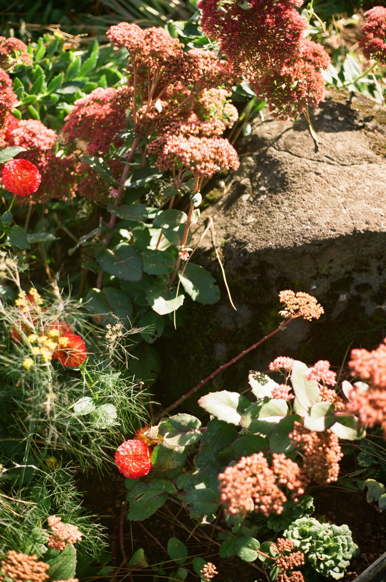Pink and coral flowers bloom alongside lush green foliage in a garden border with rich brown soil.