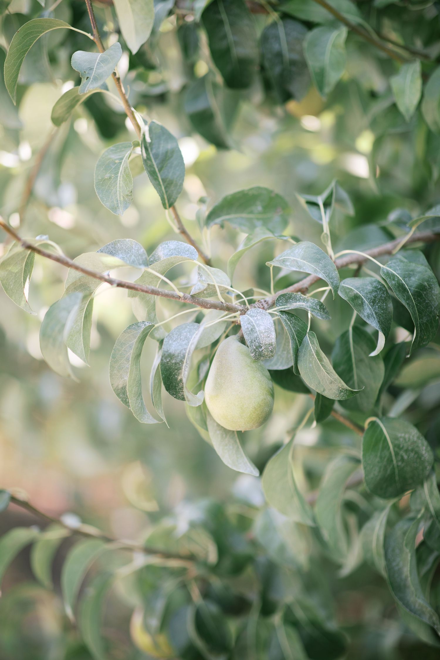 Green apple tree branches with growing apples and leaves in a sunlit orchard setting.
