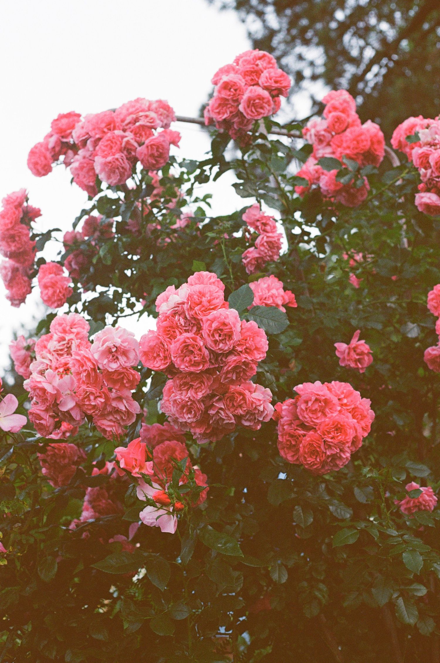 Beautiful pink climbing roses bloom abundantly on a dark green bush in a garden setting.
