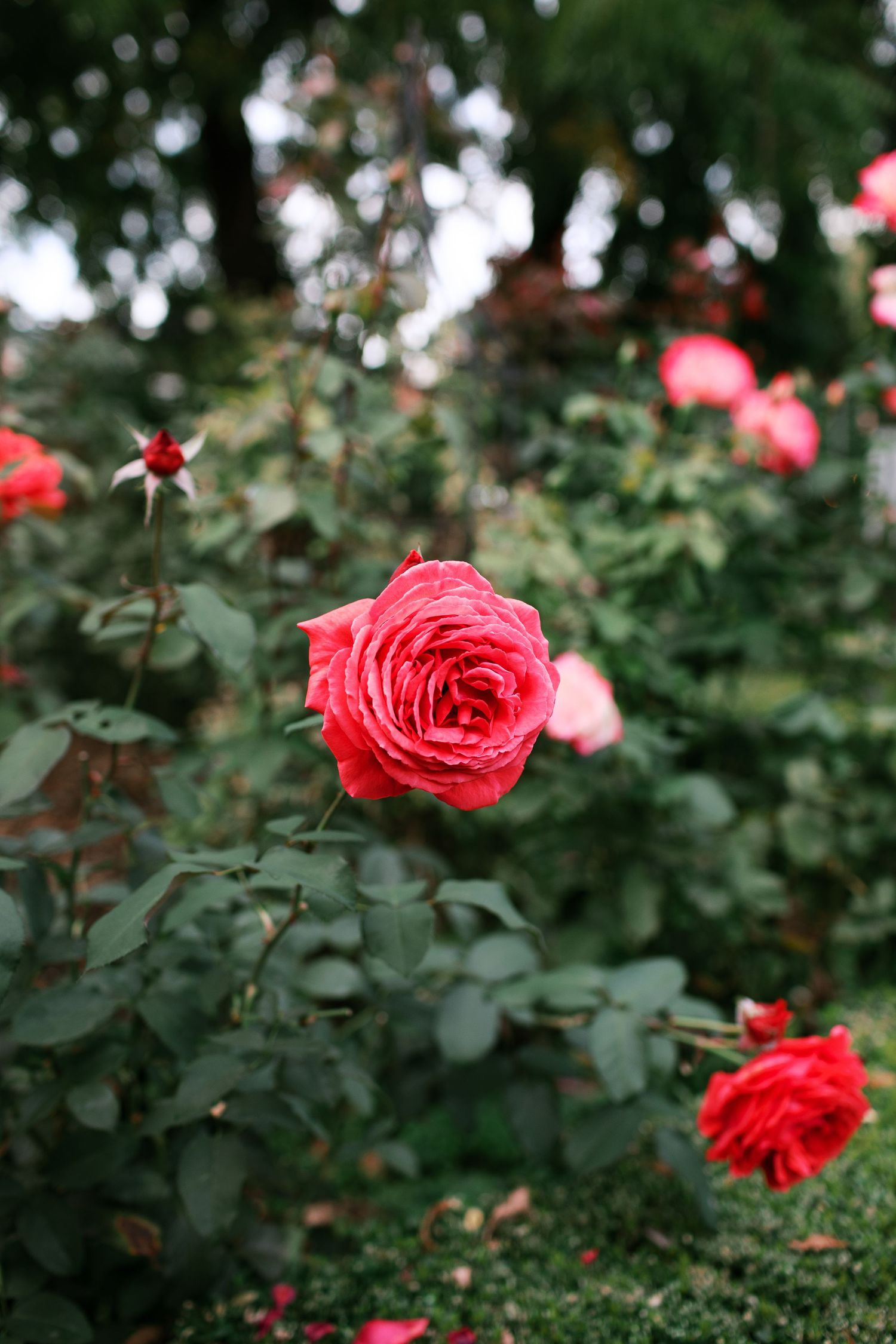 Beautiful red roses blooming in a lush garden with dark green foliage and bokeh background effect.